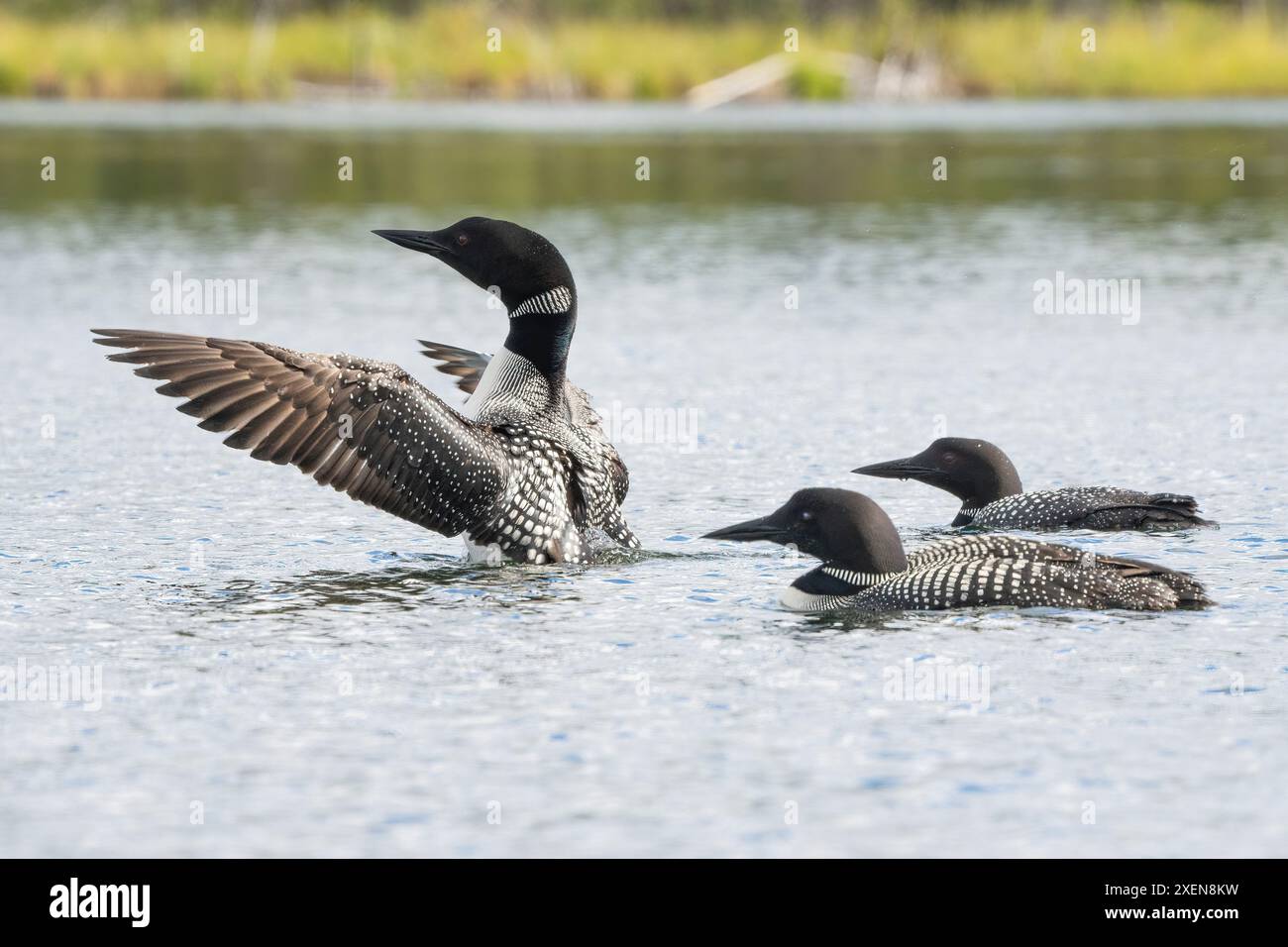 Tre Loon comuni (Gavia immer) su un lago nello Yukon, Canada; Carmacks, Yukon, Canada Foto Stock