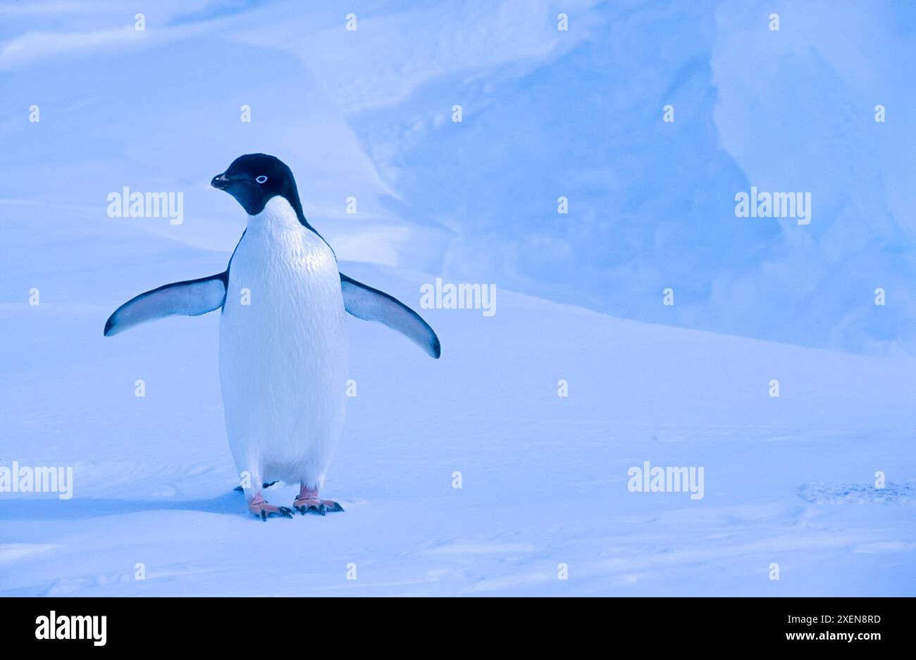 Ritratto ravvicinato di un pinguino dell'Adelie (Pygoscelis adeliae) in piedi su un paesaggio innevato vicino alla stazione di Neumayer, nel Mar di Weddell Foto Stock