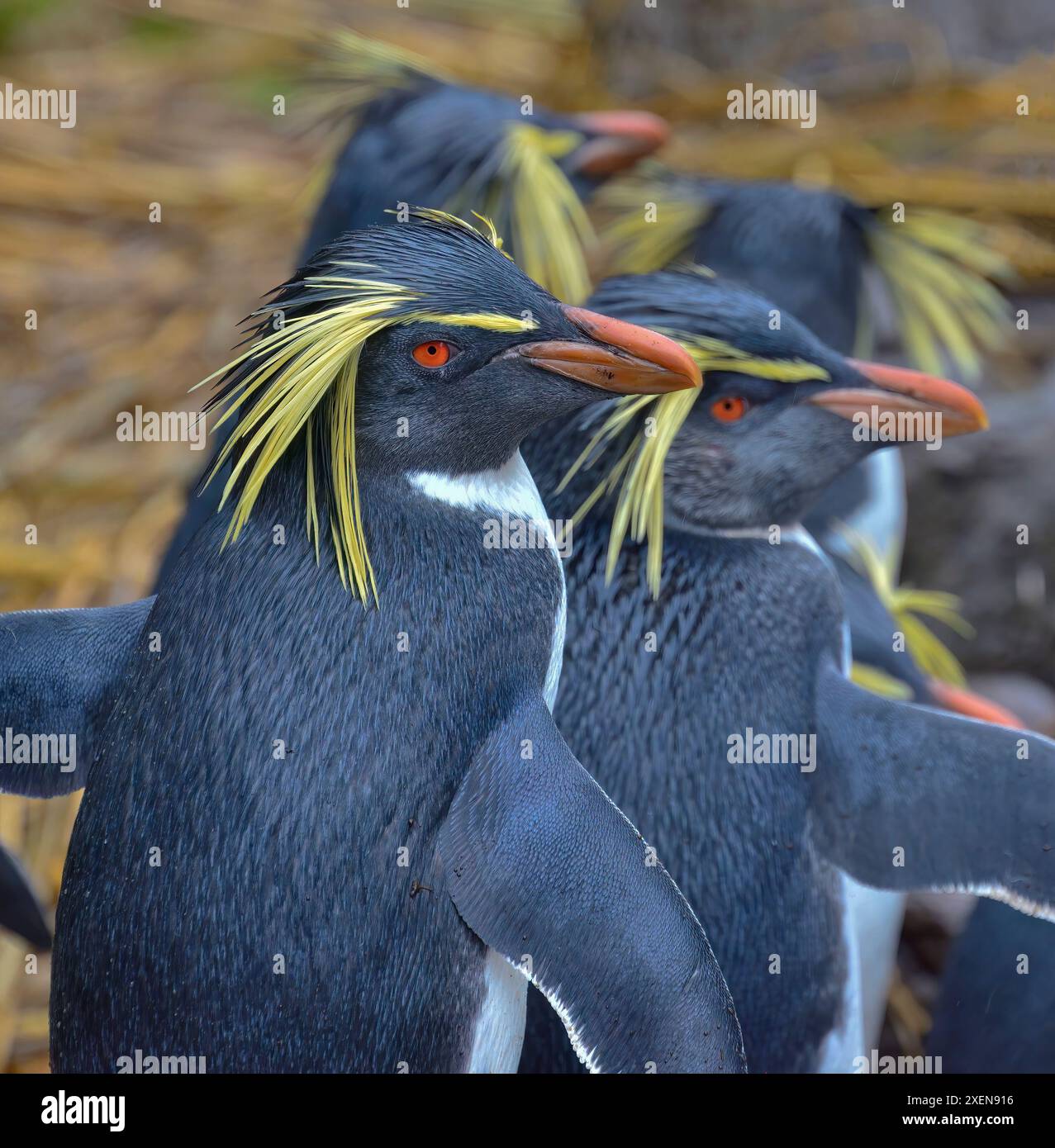 Primo piano di un gruppo di pinguini rockhopper del nord (Eudyptes moseleyi) sull'isola Nightingale; gruppo dell'isola Tristan da Cunha, Oceano Atlantico meridionale Foto Stock