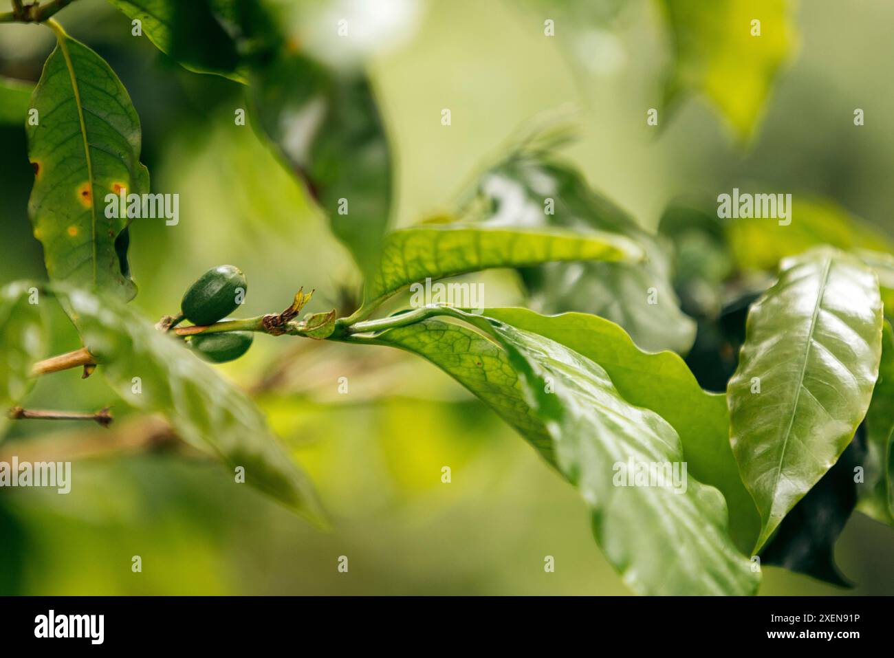 Caffè nell'altopiano di Bolaven in Laos; Laos Foto Stock
