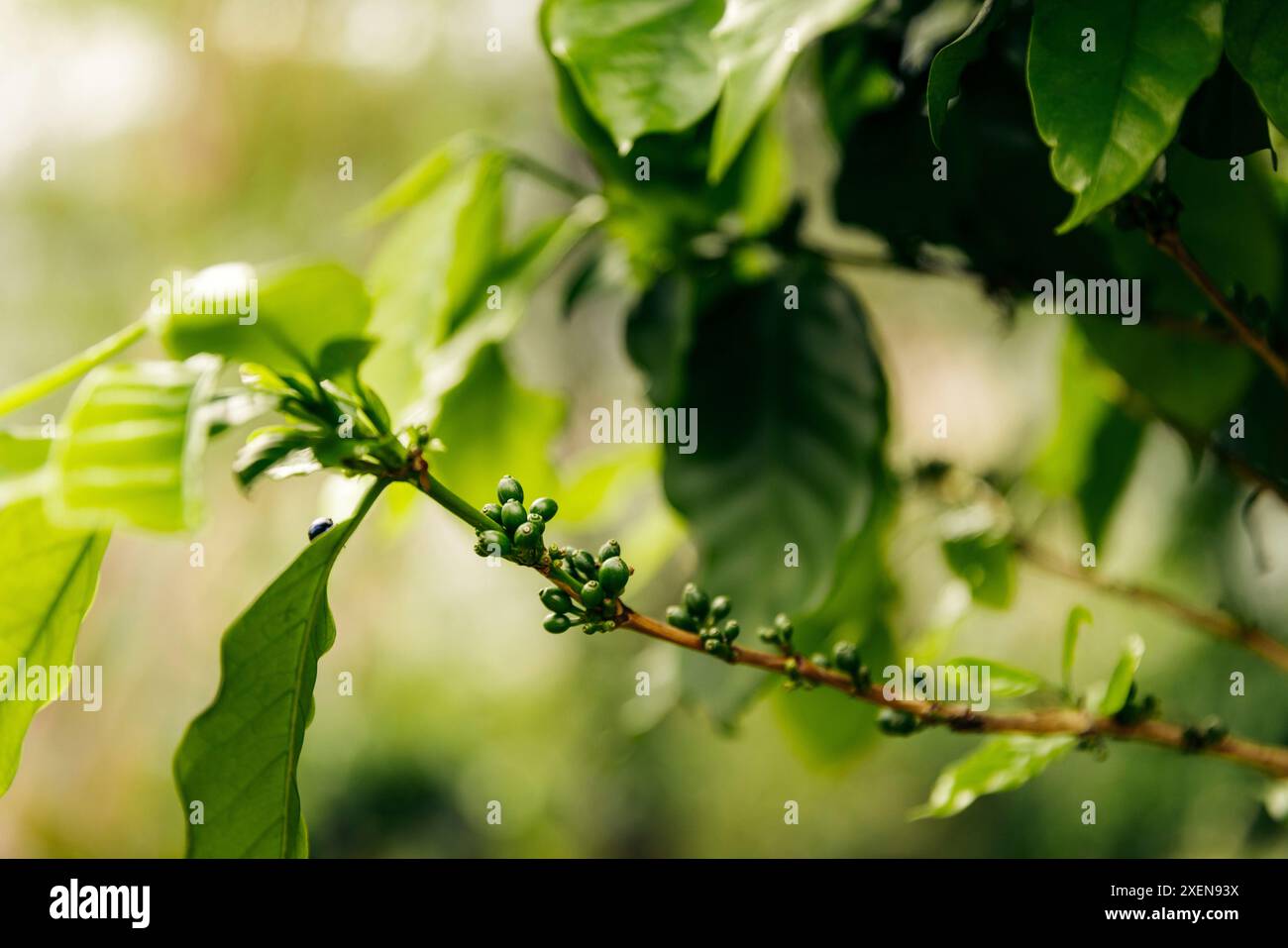 Caffè nell'altopiano di Bolaven in Laos; Laos Foto Stock