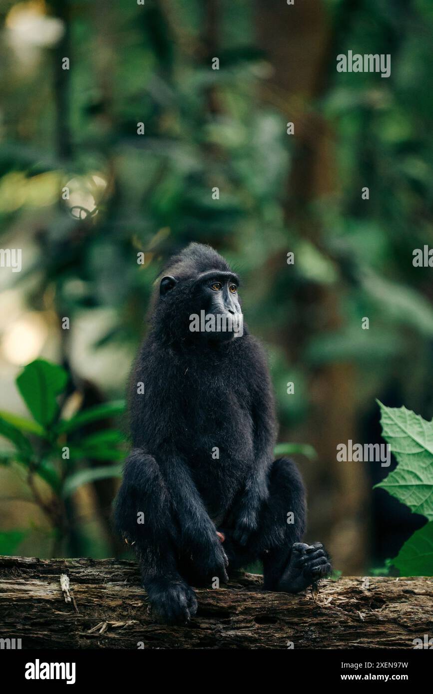 Macaco crestato di Celebes (Macaca nigra) seduto su un tronco nella riserva naturale di Tangkoko Batuangus, Indonesia Foto Stock