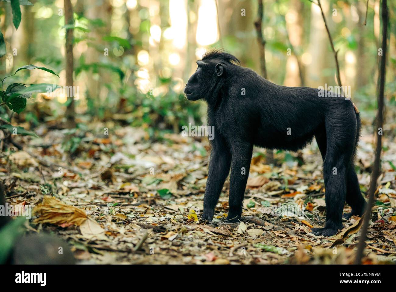Macaco crestato di Celebes (Macaca nigra) per terra in foglie cadute nella riserva naturale di Tangkoko Batuangus, Indonesia Foto Stock
