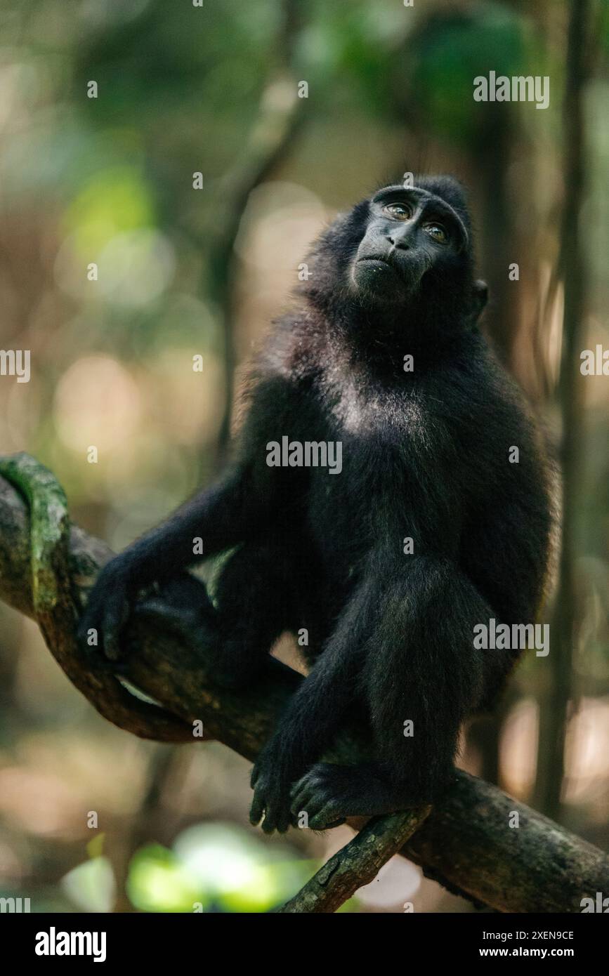 Macaco crestato di Celebes (Macaca nigra) seduto su un arto nella riserva naturale di Tangkoko Batuangus, Indonesia Foto Stock