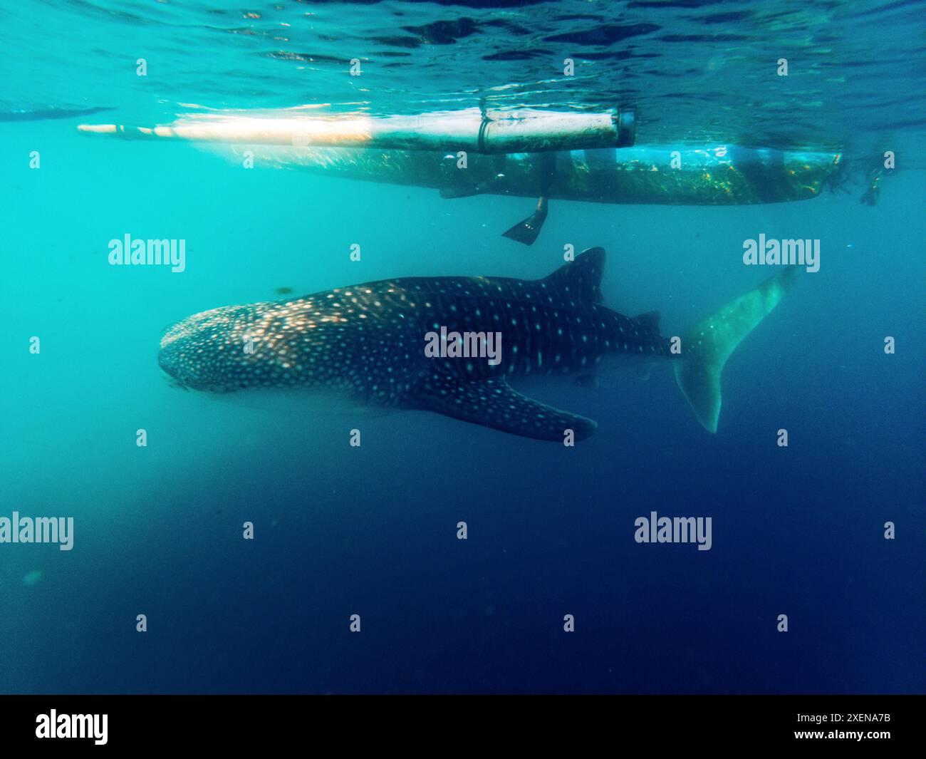 Squalo balena (Rhincodon typus) che si innalza nelle limpide acque turchesi accanto al fondo di una barca nel Golfo di Tomini, Mare delle Molucche Foto Stock