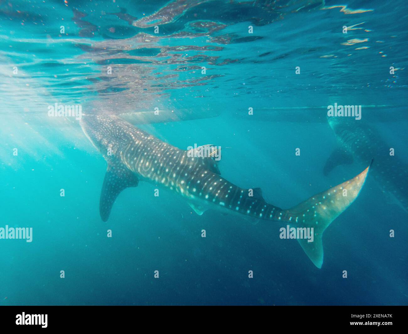 Squali balena (Rhincodon typus) che nuotano nelle limpide acque turchesi del Golfo di Tomini, nel Mare delle Molucche Foto Stock