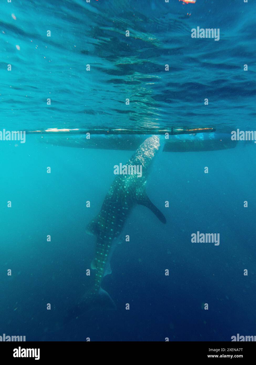 Squalo balena (Rhincodon typus) che si innalza nelle limpide acque turchesi accanto al fondo di una barca nel Golfo di Tomini, Mare delle Molucche Foto Stock