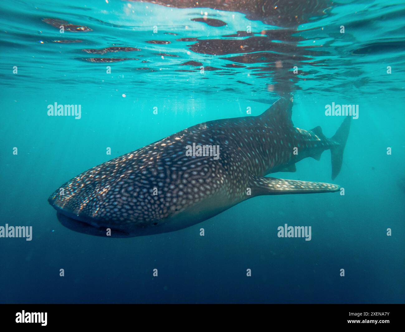 Squalo balena (Rhincodon typus) che nuota nelle limpide acque turchesi del Golfo di Tomini, Mare delle Molucche Foto Stock