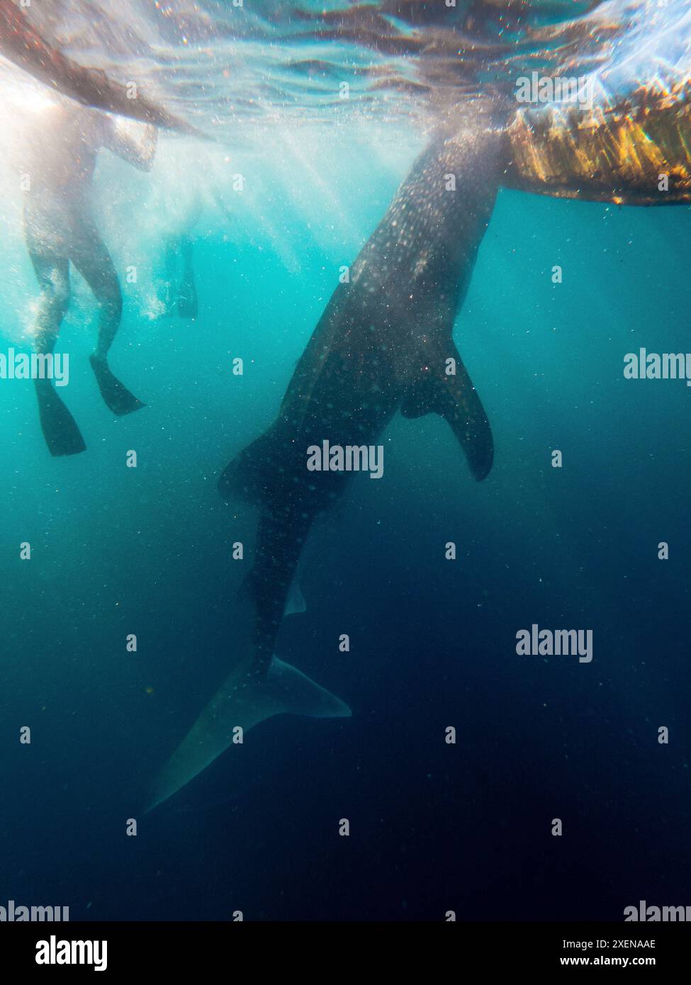 Squalo balena (Rhincodon typus) che si innalza nelle limpide acque turchesi accanto al fondo di una barca nel Golfo di Tomini, Mare delle Molucche Foto Stock