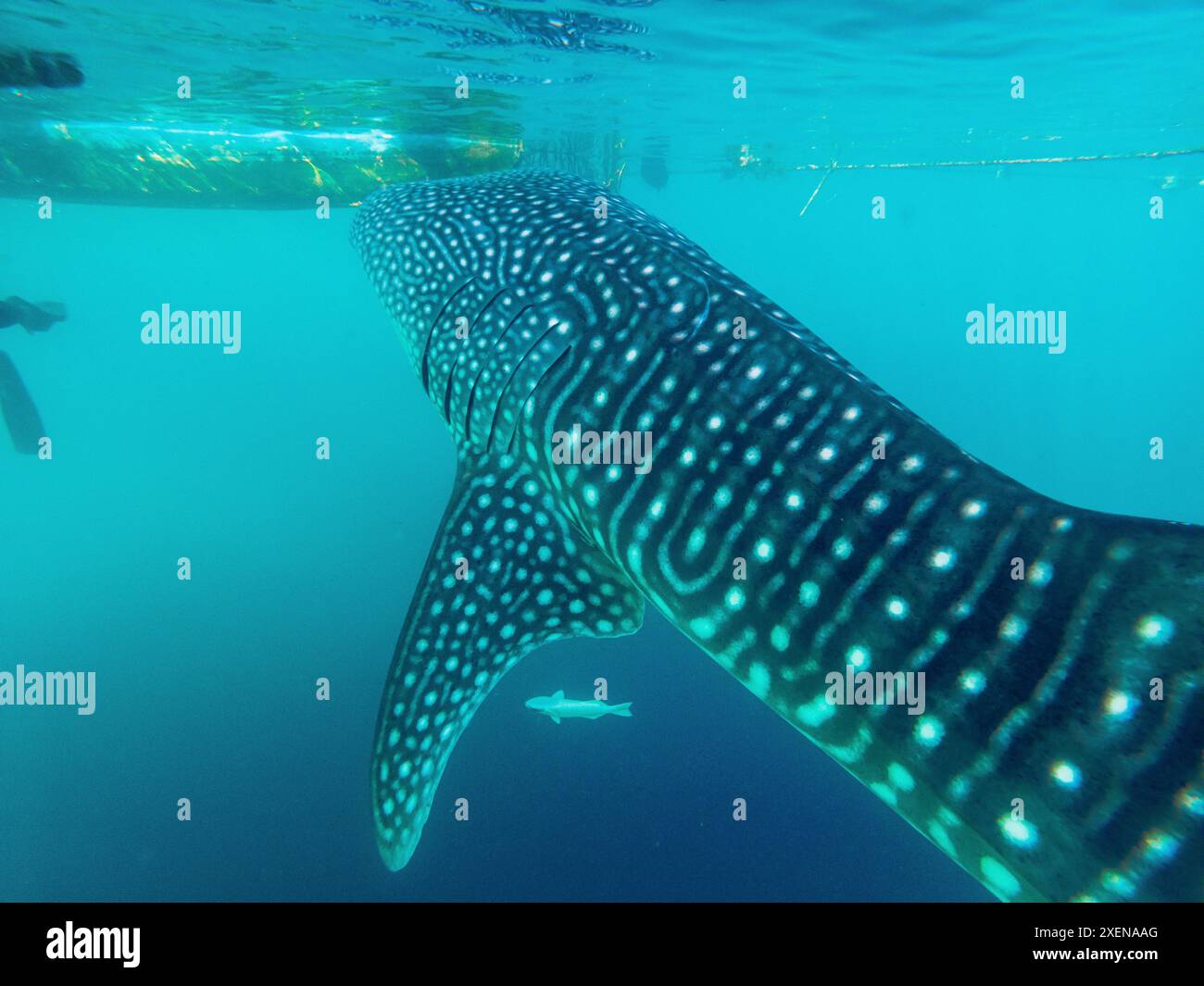 Squalo balena (Rhincodon typus) che si innalza nelle limpide acque turchesi accanto al fondo di una barca nel Golfo di Tomini, Mare delle Molucche Foto Stock