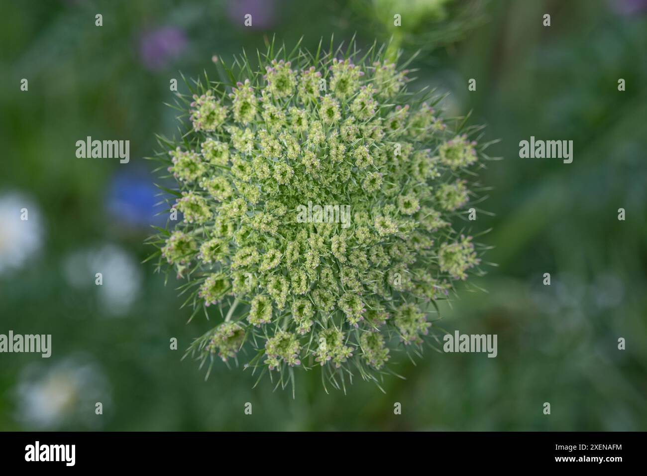 Wilde Moehre ad Aquisgrana 23. Juni 2024. GERMANIA - AQUISGRANA - FIORE Foto Stock
