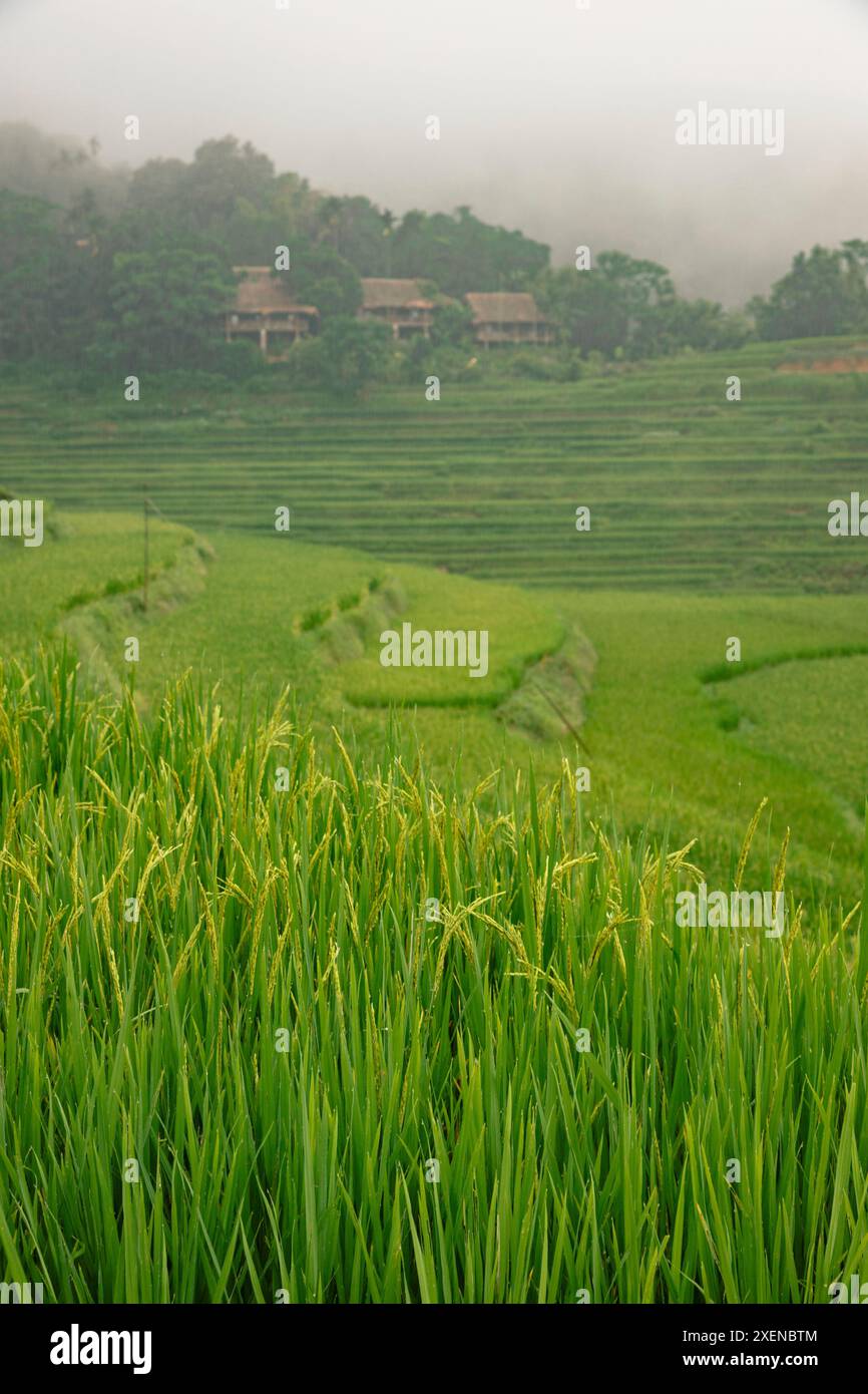 Rigogliose colture di riso su terreni agricoli in Vietnam; PU Luong, Thanh Lam, Ba Thuoc, Thanh Hoa, Vietnam Foto Stock