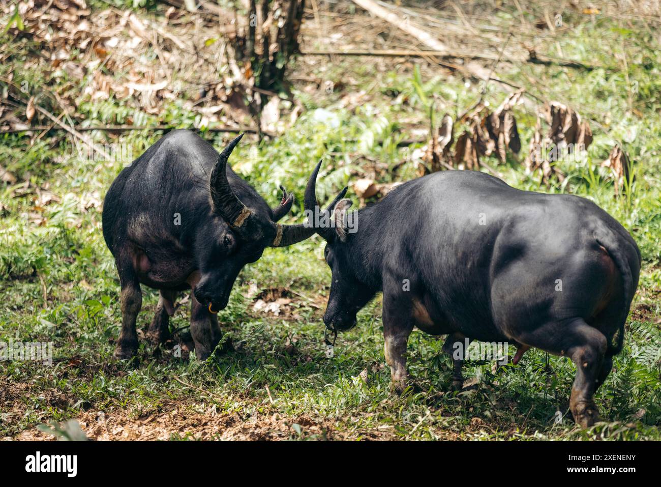 Combattimenti di bufalo durante i tradizionali rituali funebri Toraja chiamati Rambu solo, nella zona di Rante Pao di Toraja settentrionale, Sulawesi, Indonesia Foto Stock