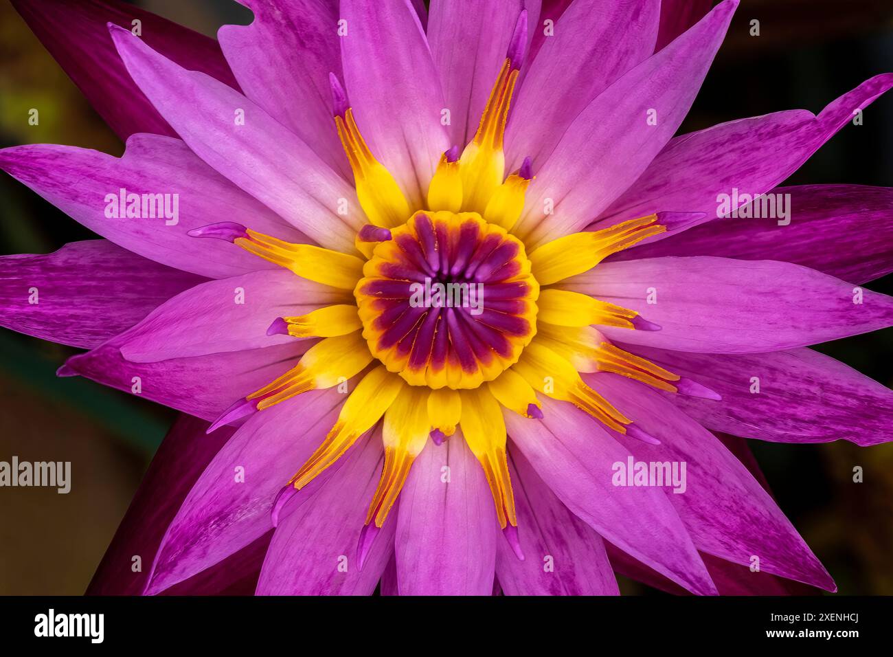 Rosa e giallo giglio di acqua Foto Stock