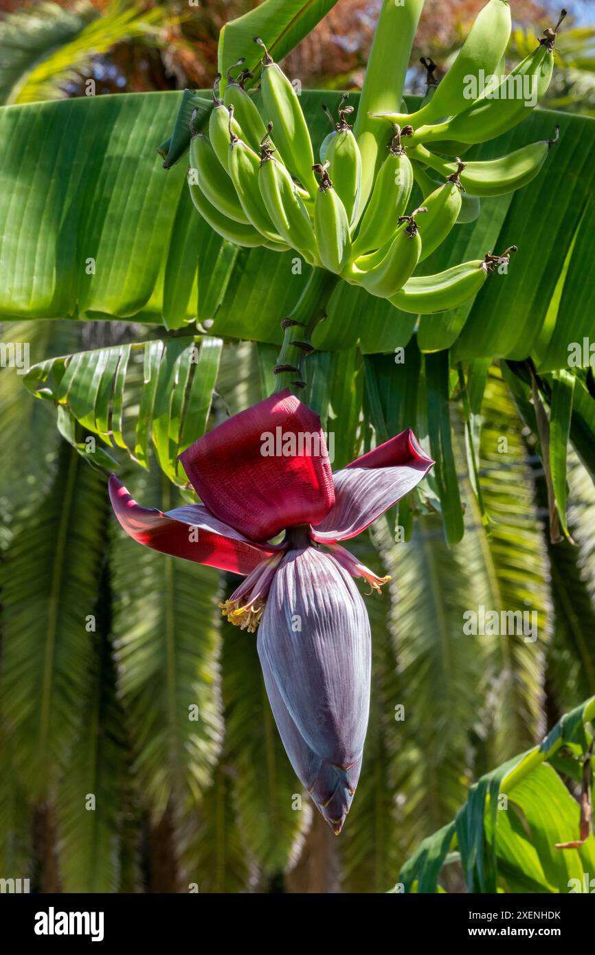 Fiore di banana e frutta Foto Stock