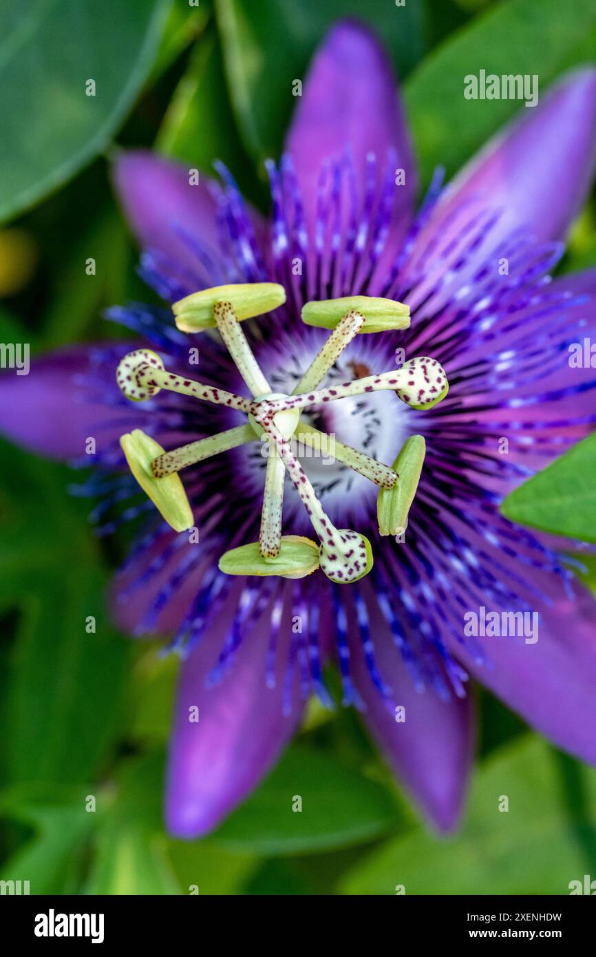 Passiflora viola Foto Stock