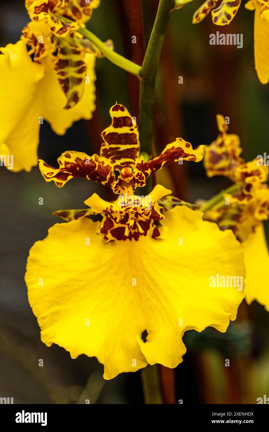 Signora ballerina, Jiuhboa orchidea dorata "Tainan" Foto Stock