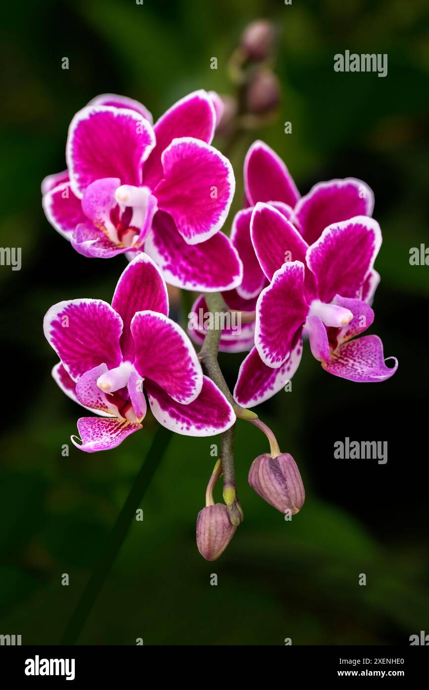 Magenta moth orchid Foto Stock