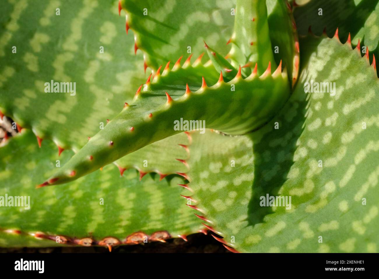 Aloe a foglia larga, aloe di sapone Foto Stock
