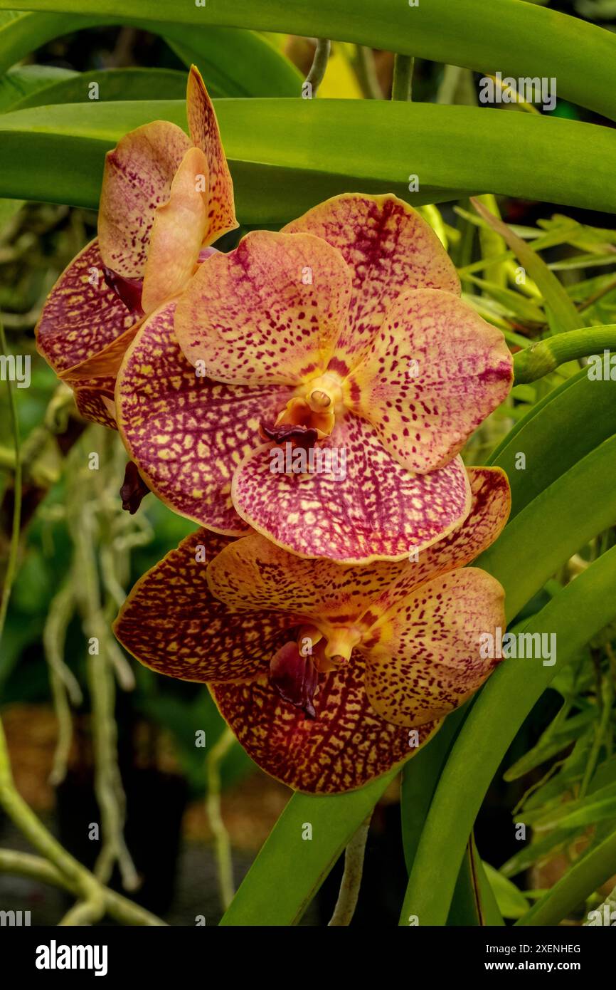 Orchidea vanda macchiata Foto Stock