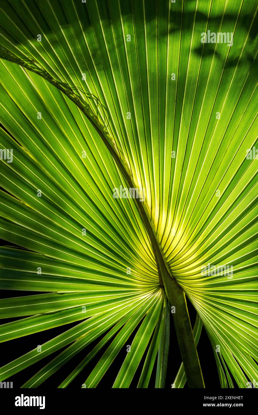 Palma Sabal Foto Stock