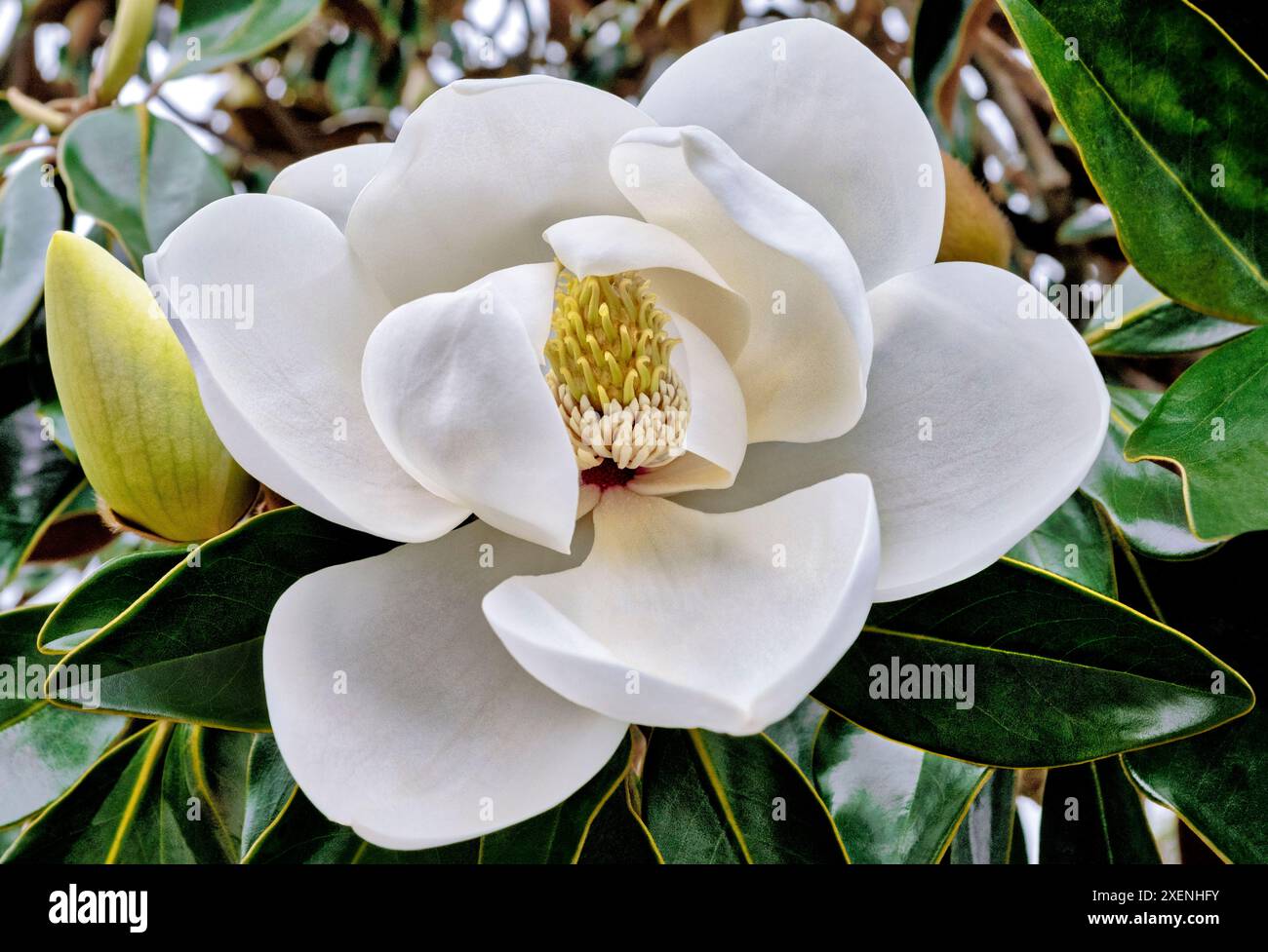 Magnifica magnolia Foto Stock