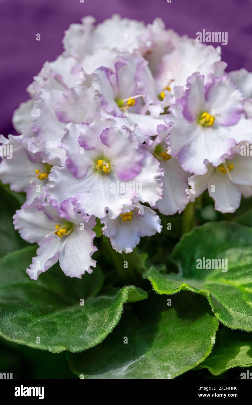 Violetta africana Foto Stock