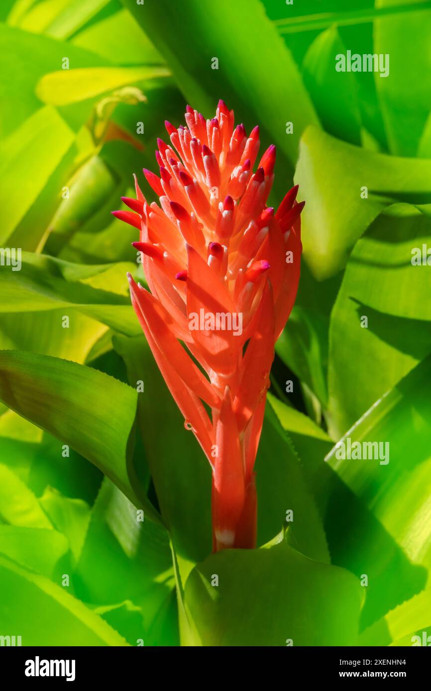 Torcia fiammeggiante, billbergia pyramidalis Foto Stock
