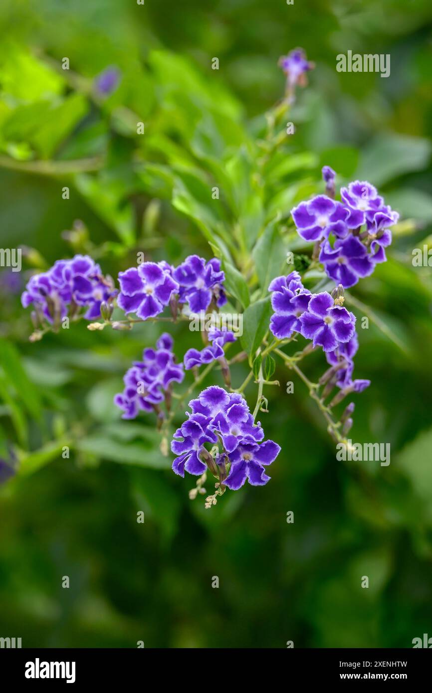 Impianto Golden Dewdrop Foto Stock