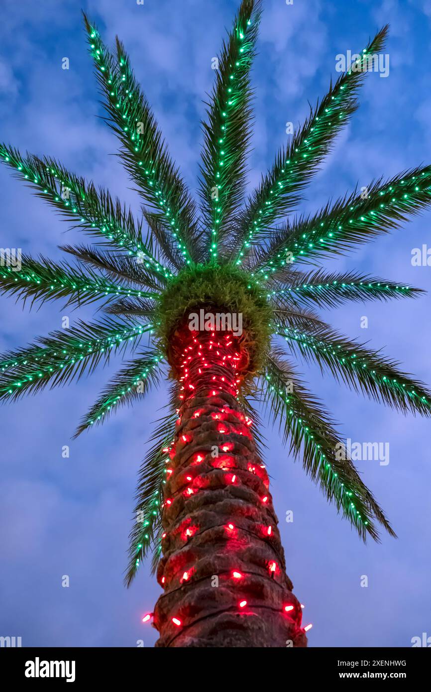 Luci di Natale su un albero di palma Foto Stock