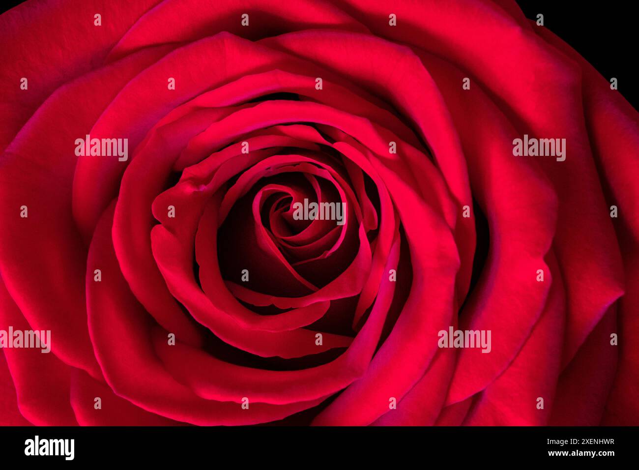 Le rose sono rosse Foto Stock
