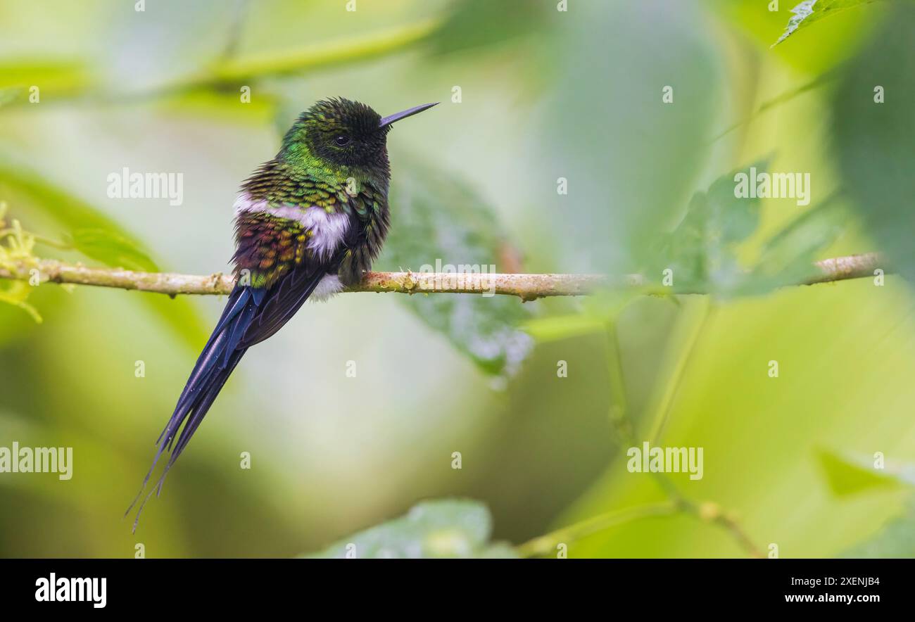 Colibrì coda verde, foresta nuvolosa, Ecuador Foto Stock