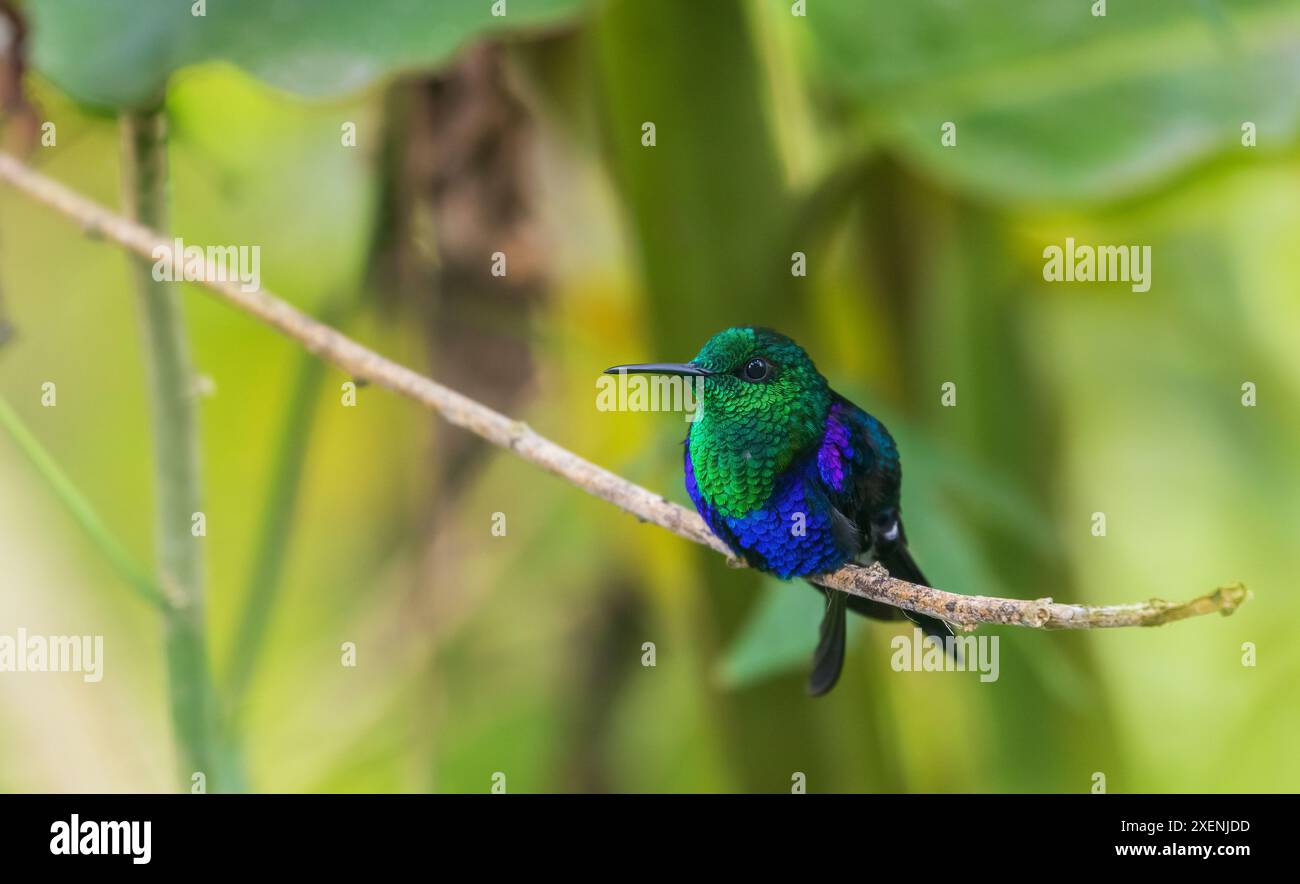 Legname con corona verde, ritratto nella splendida foresta nuvolosa dell'Ecuador Foto Stock