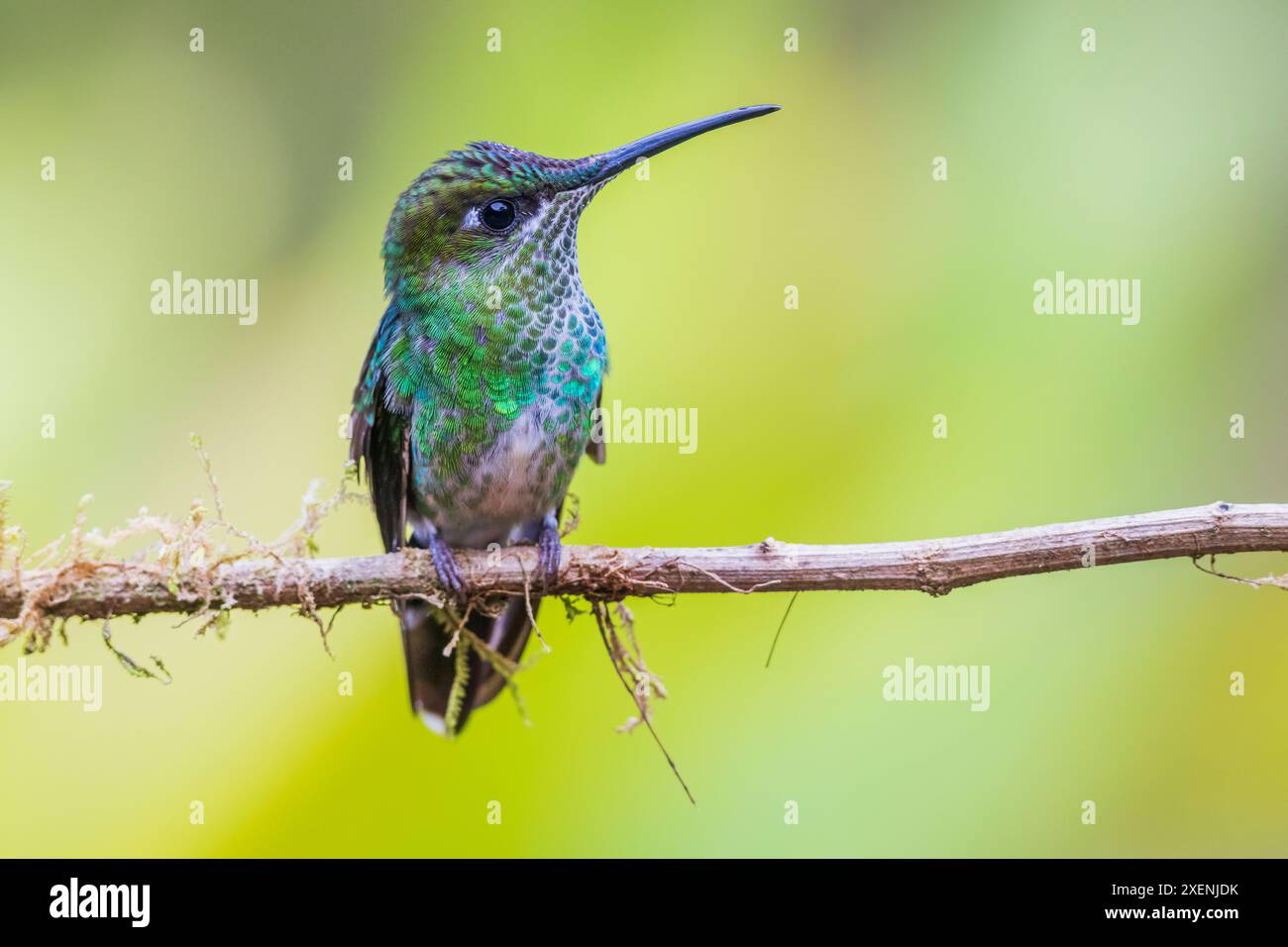 La bellissima e sottile silfa dalla coda viola (femmina) a casa nella foresta nebulizzata dell'Ecuador Foto Stock
