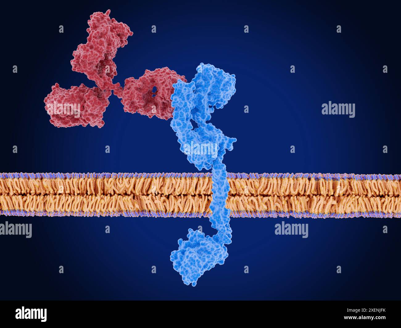 Immagine di un anticorpo monoclonale (rosso) che inibisce il recettore 3 del fattore di crescita epidermico umano (HER3, blu) su una membrana cellulare (viola e arancione). HER3 appartiene alla famiglia di proteine del recettore del fattore di crescita epidermico (EGFR). È normalmente cruciale per la proliferazione cellulare, la sopravvivenza e la differenziazione, specialmente durante lo sviluppo di determinati tessuti. Tuttavia, quando viene espresso in modo anomalo, può aumentare la crescita delle cellule tumorali, la proliferazione e la resistenza alla chemioterapia. In quanto tale, HER3 è un bersaglio per alcuni trattamenti contro il cancro. Foto Stock