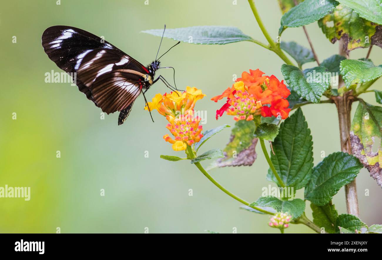 Bellissima farfalla che raccoglie nettare e polline nelle montagne del Perù Foto Stock