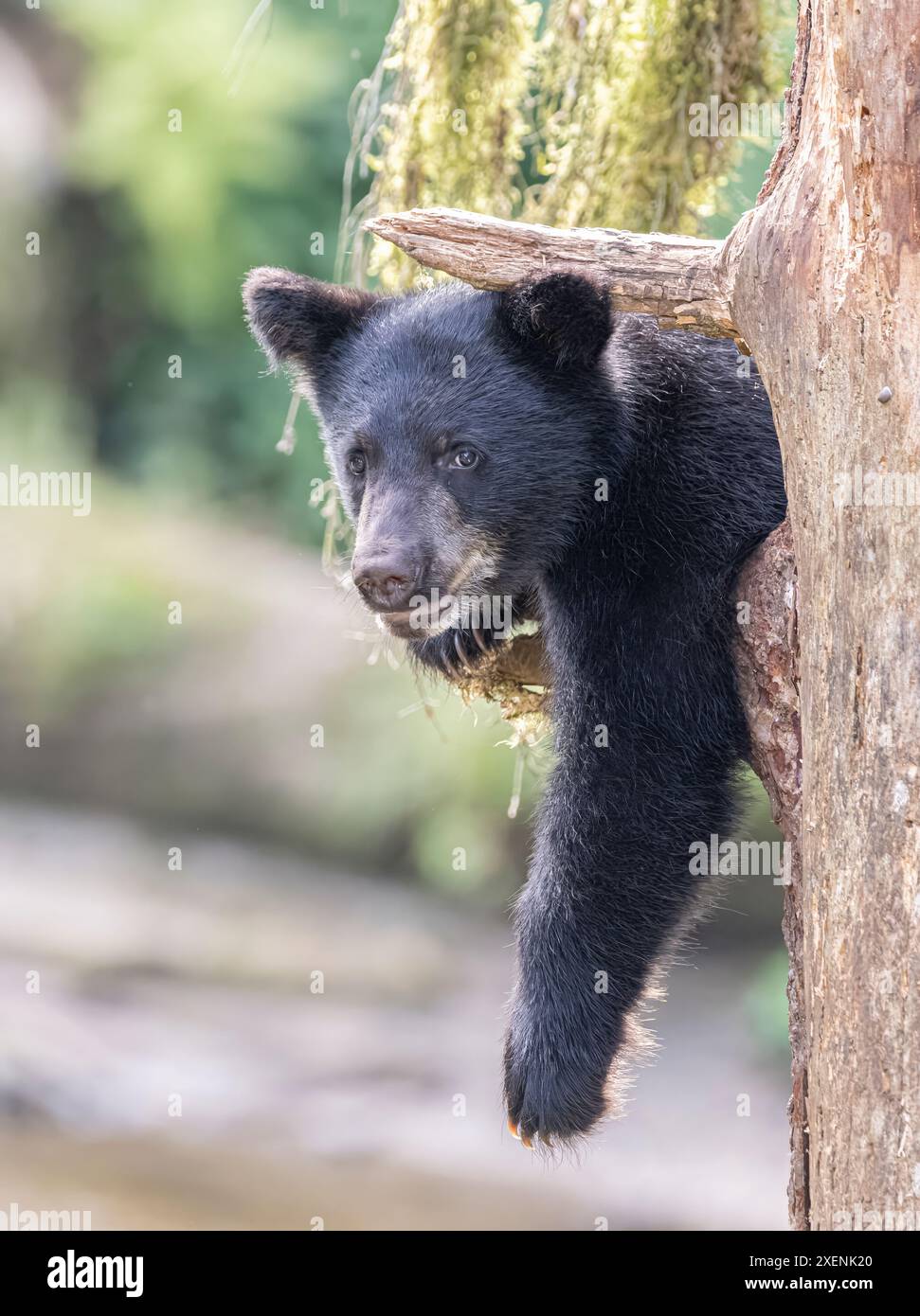 Il cucciolo di orso nero è appeso in un albero. Foto Stock