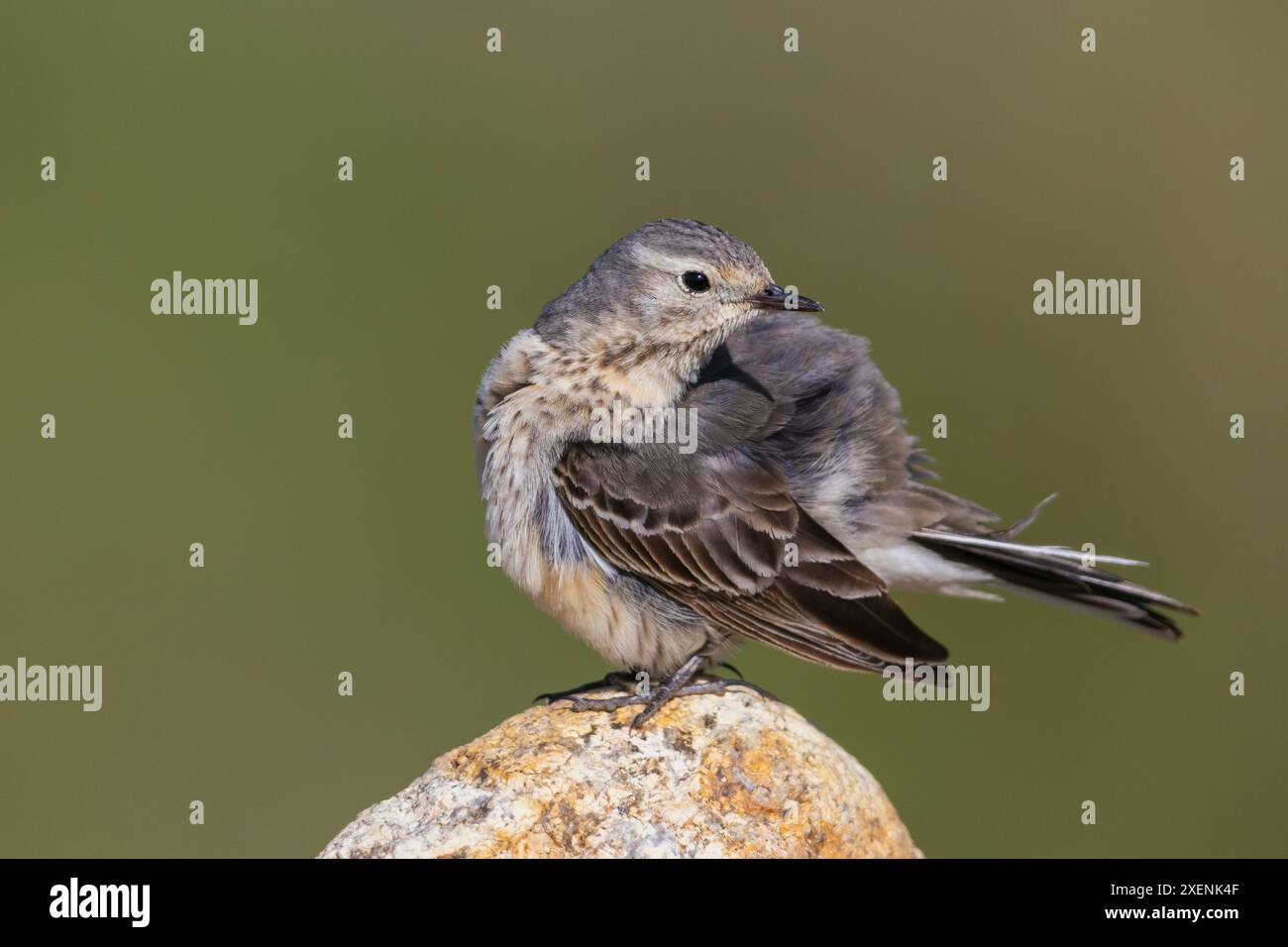 Preparazione del pipito americano, habitat della tundra artica, Alaska, Stati Uniti Foto Stock