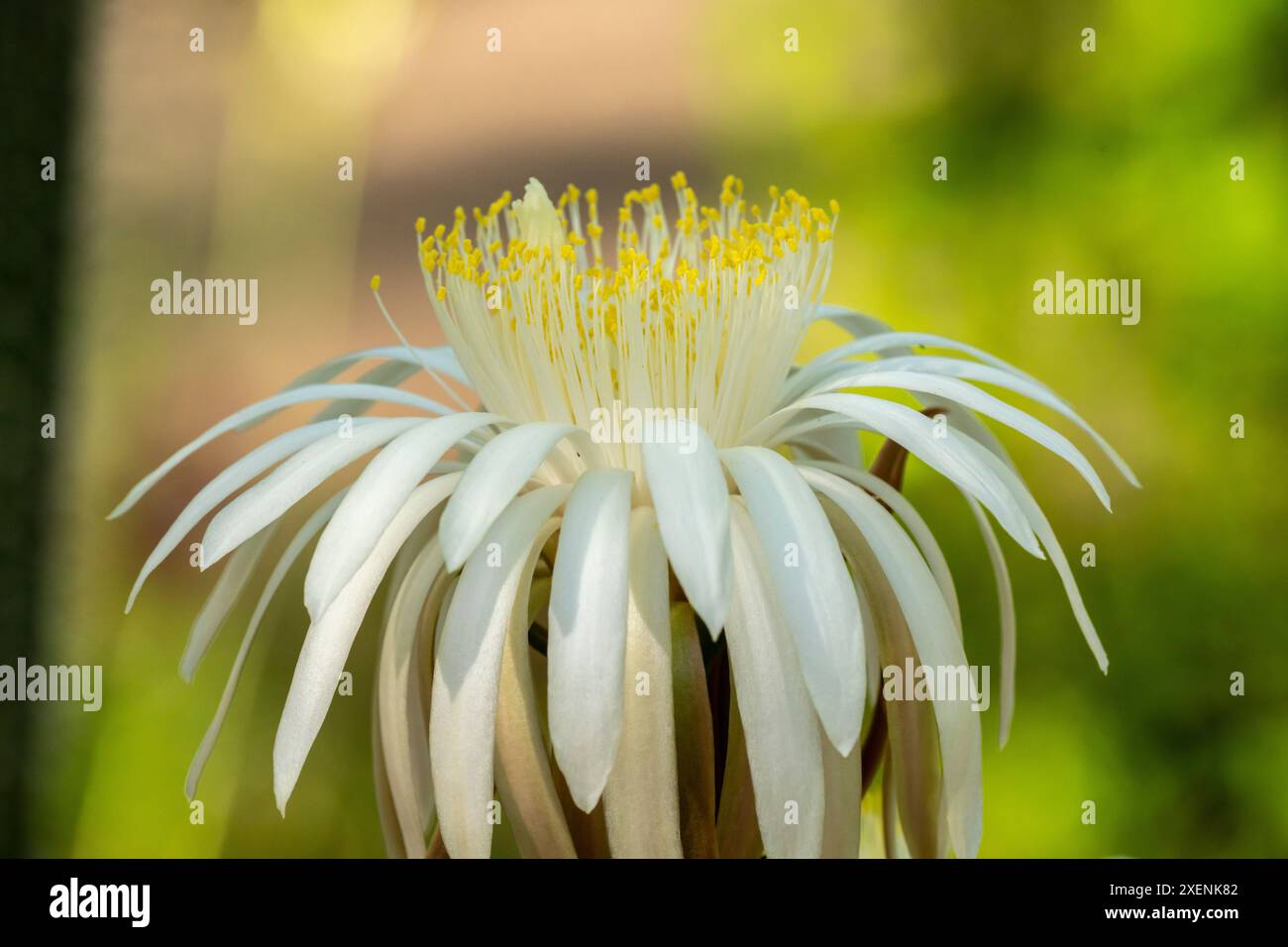 USA, Arizona, Tohono Chul. Primo piano della fioritura del cactus cereus. ©Cathy & Gordon Illg / Jaynes Gallery / DanitaDelimont.com Foto Stock