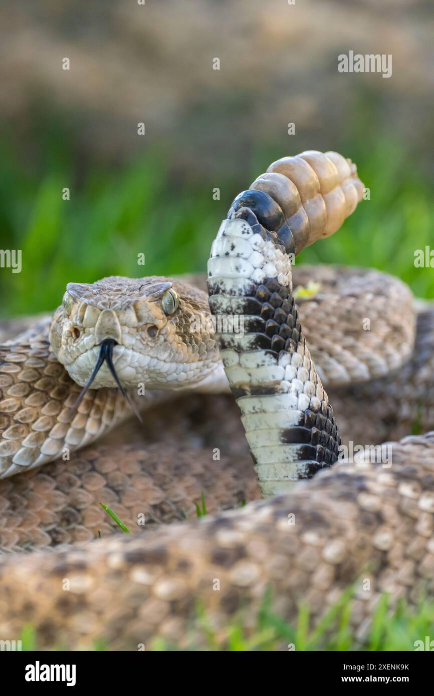 USA, Arizona. Serpente a sonagli e sonagli western diamondback. ©Cathy & Gordon Illg / Jaynes Gallery / DanitaDelimont.com Foto Stock