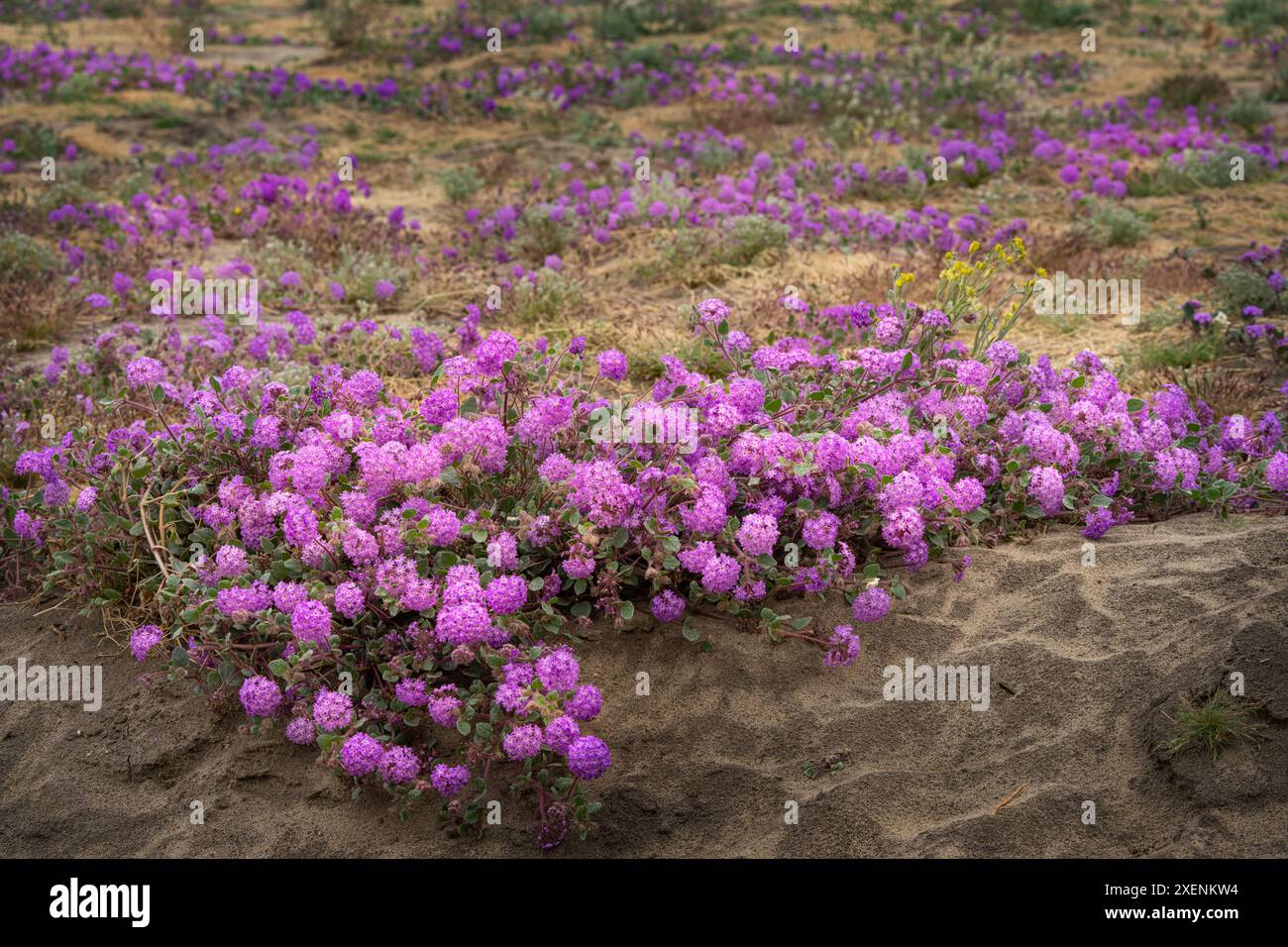 Stati Uniti, California, parco nazionale del deserto di Anza-Borrego. Primo piano di fiori di verbena di sabbia viola. ©Don Grall / Jaynes Gallery / DanitaDelimont.com Foto Stock