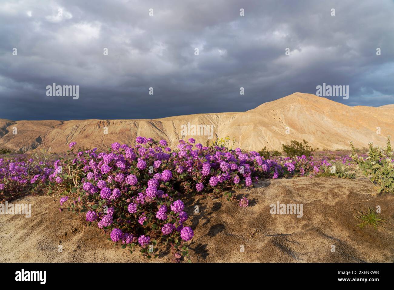Stati Uniti, California, parco nazionale del deserto di Anza-Borrego. Verbena di sabbia viola e arido pendio del deserto. ©Don Grall / Jaynes Gallery / DanitaDelimont.com Foto Stock