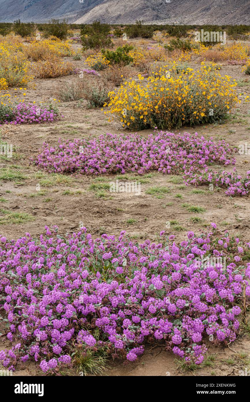 Stati Uniti, California, parco nazionale del deserto di Anza-Borrego. Scenografico con fiori selvatici del deserto. ©Don Grall / Jaynes Gallery / DanitaDelimont.com Foto Stock