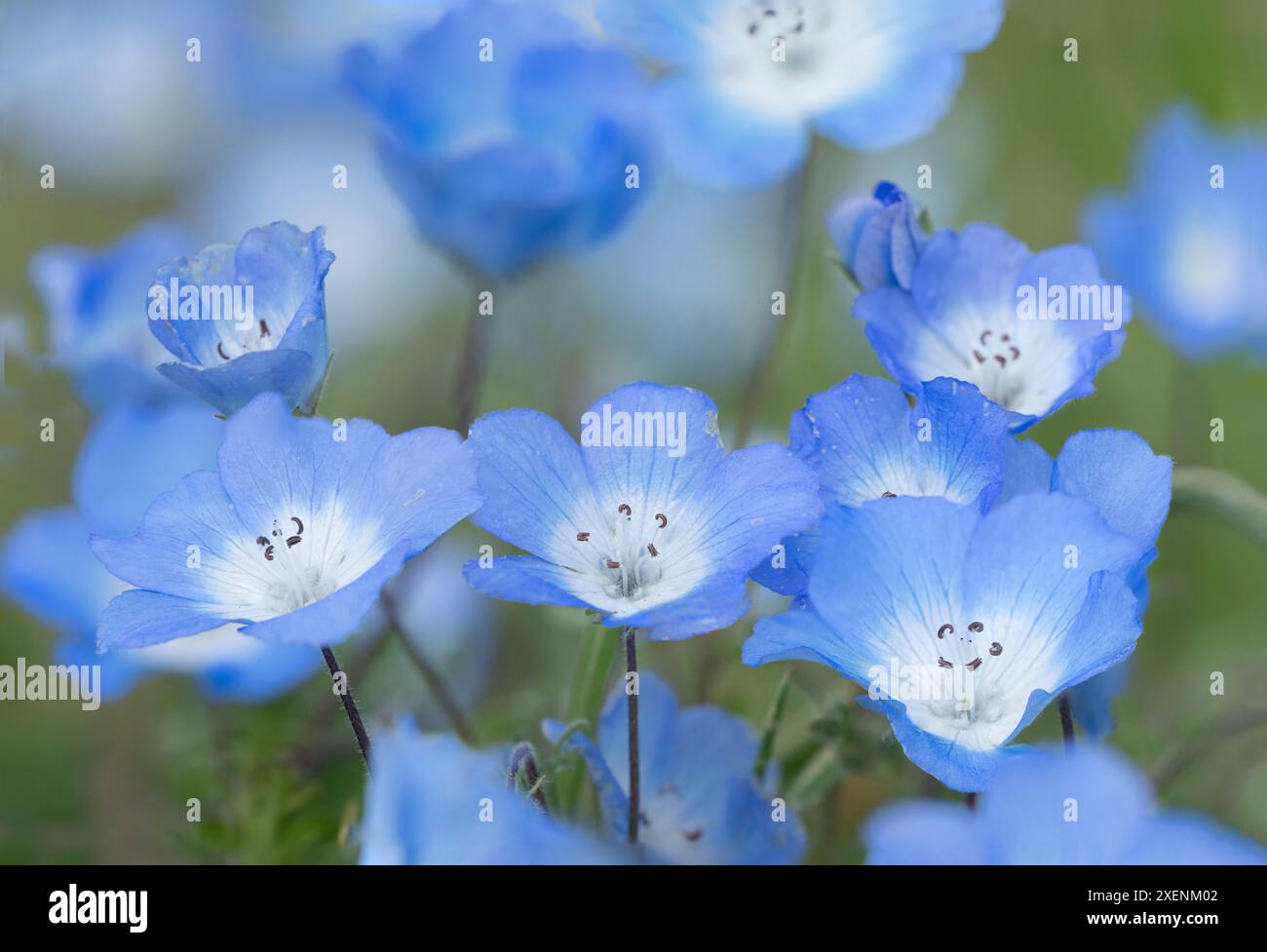 Stati Uniti, California. Primo piano di fiori di occhi azzurri. ©Don Grall / Jaynes Gallery / DanitaDelimont.com Foto Stock