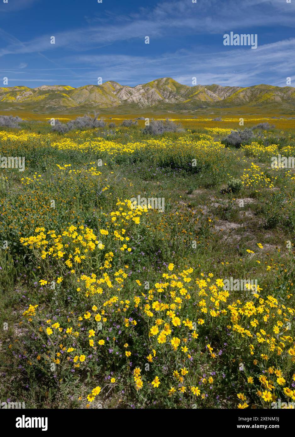 Enormi campi di fiori selvatici coprono le pianure di Carrizo durante una fioritura primaverile super fiorente. Foto Stock