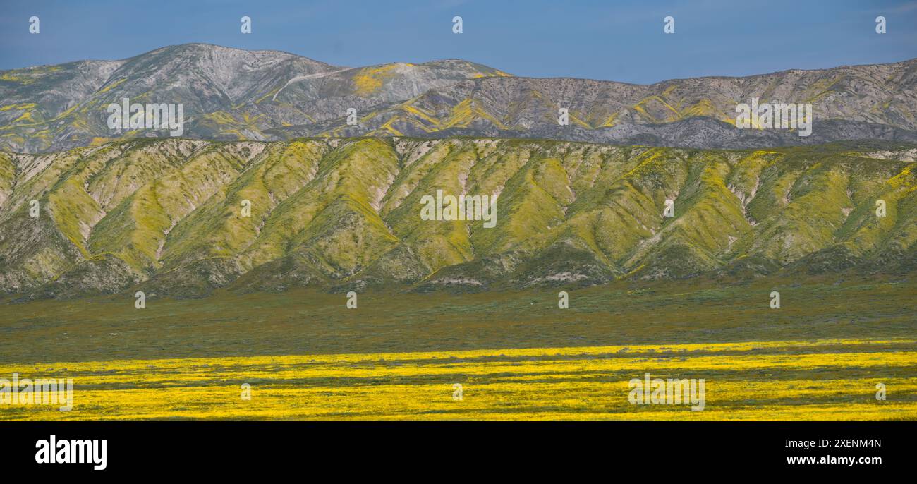 I fiori selvatici coprono pianure e colline del Carrizo Plains National Monument. Foto Stock
