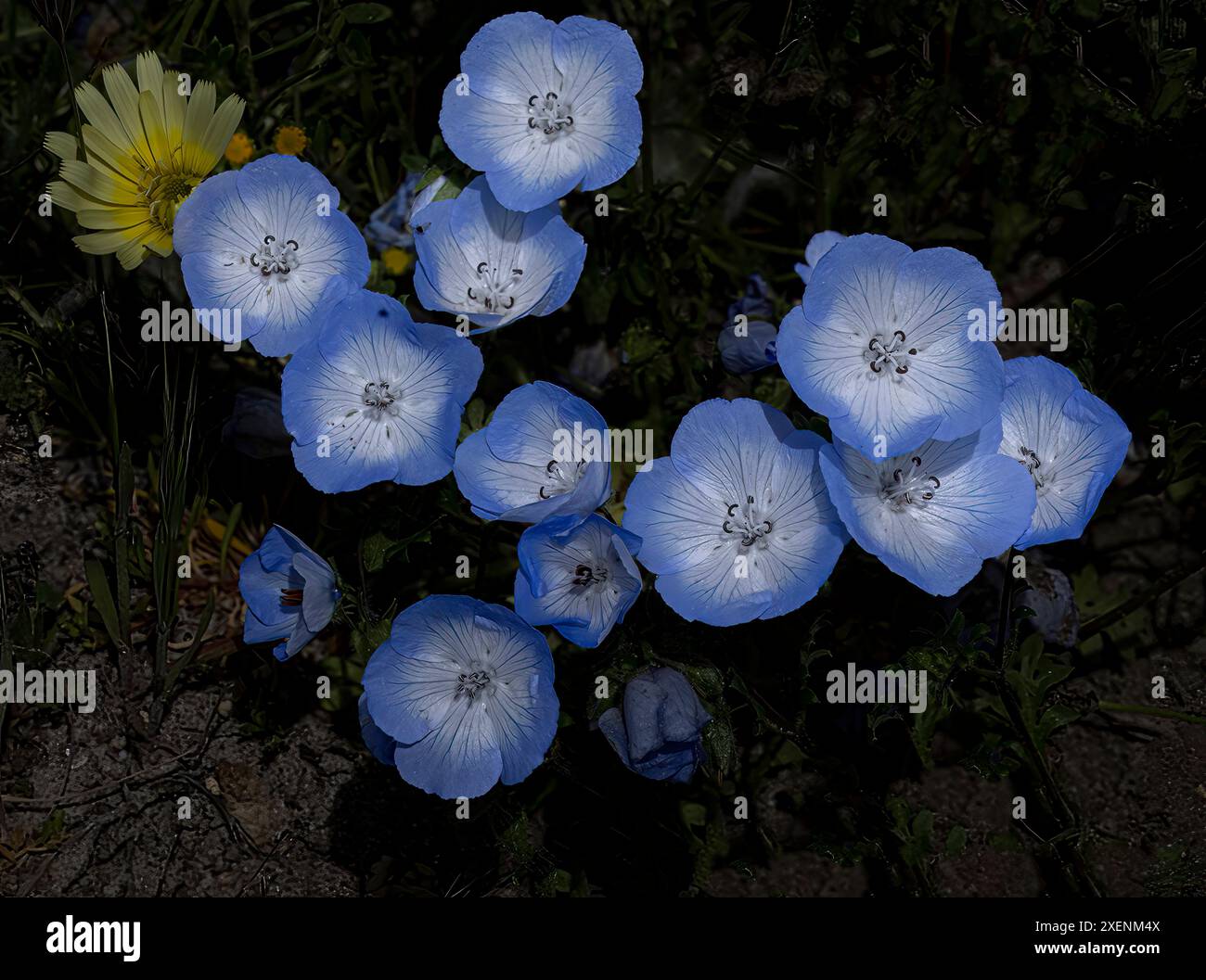 Fiori selvatici degli occhi azzurri del bambino. Foto Stock