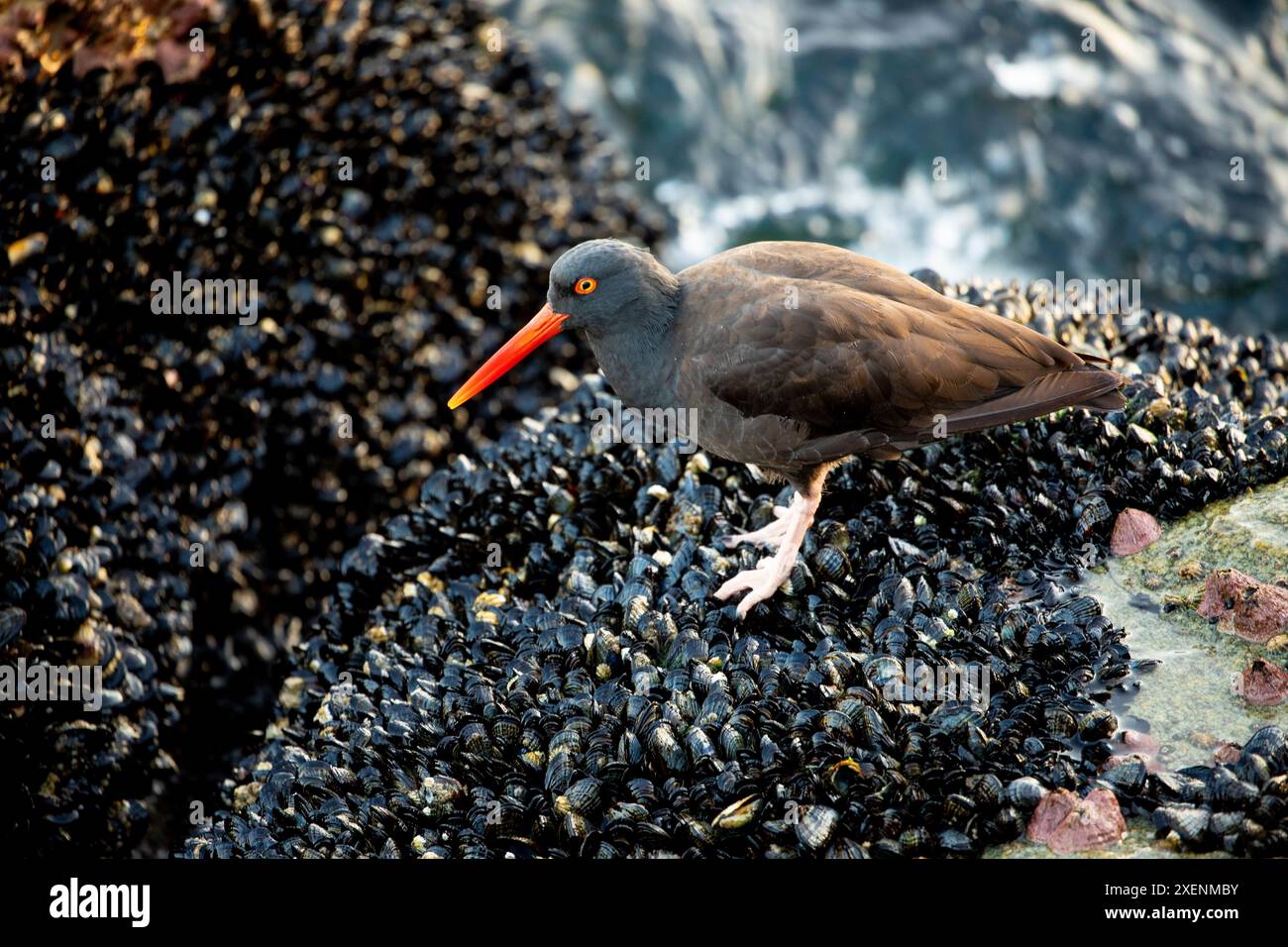USA, California, Monterey. Un oystercatcher nero che si nutre dei muscoli appena fuori dal molo della Guardia Costiera nella baia di Monterey Foto Stock