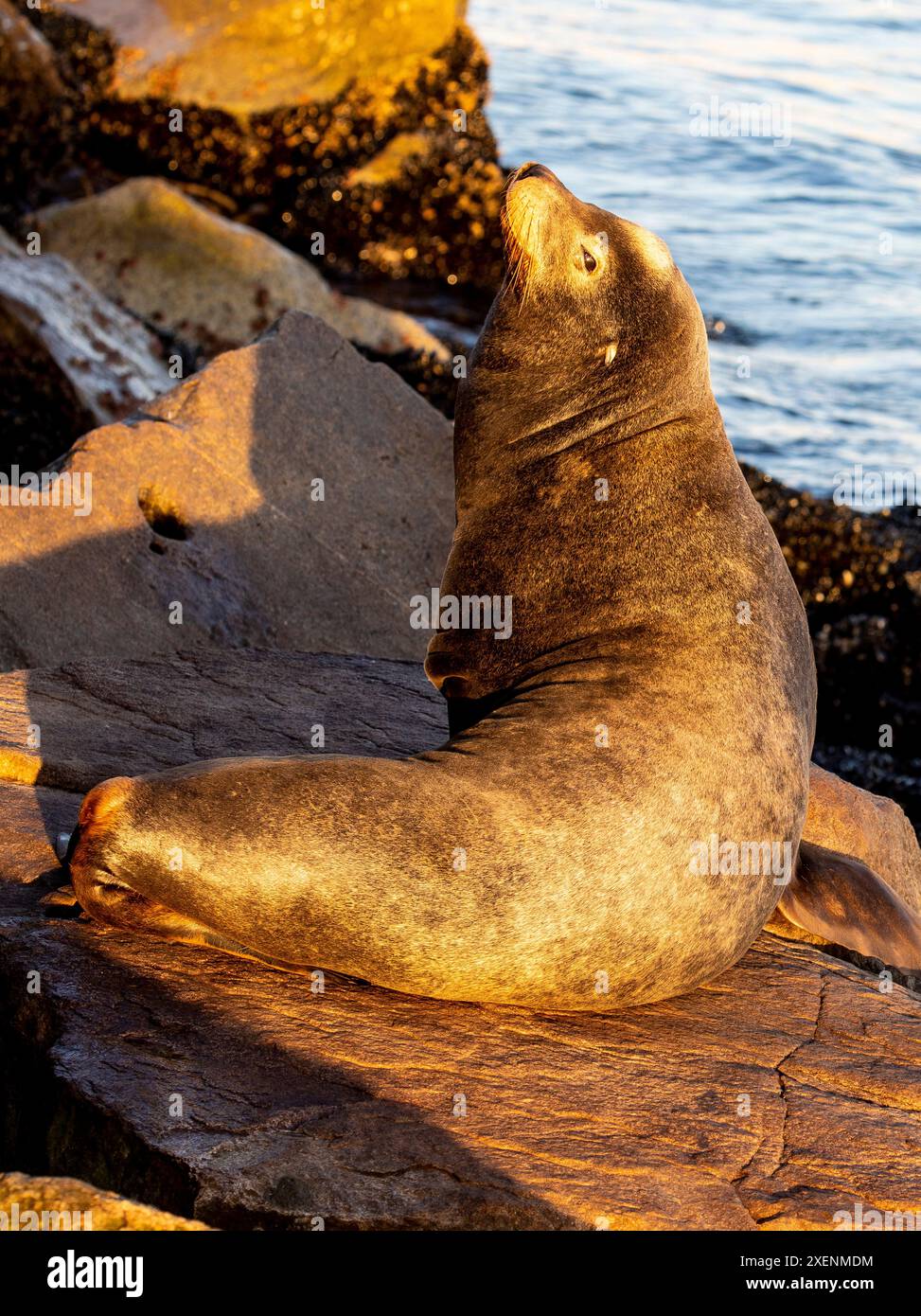 USA, California, Monterey. Primo semaforo sul leone marino appena fuori dal molo della Guardia Costiera nella baia di Monterey Foto Stock