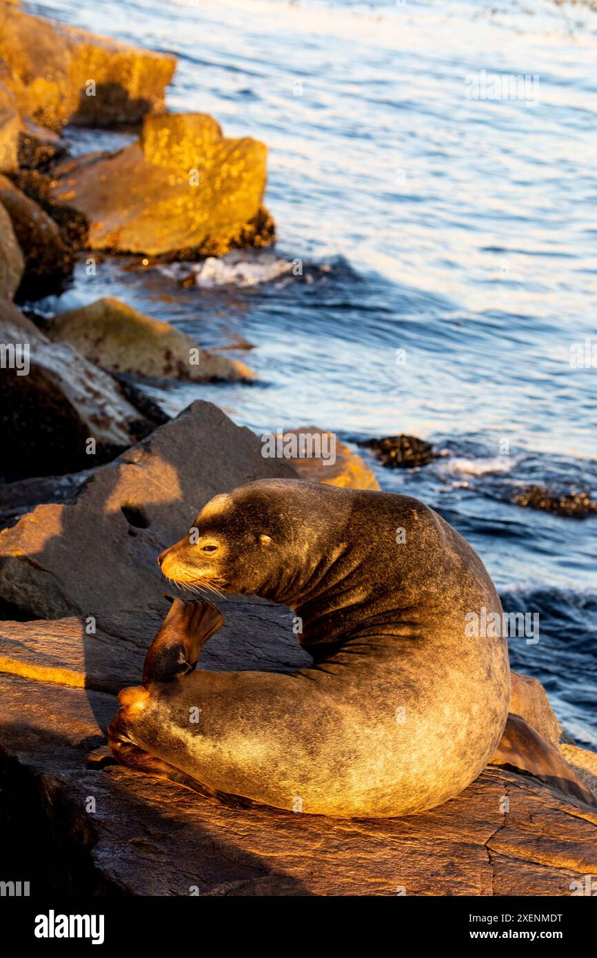 USA, California, Monterey. Primo semaforo sul leone marino appena fuori dal molo della Guardia Costiera nella baia di Monterey Foto Stock